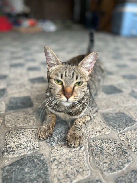 Jumper + Kittens - Domestic Short Hair Cat