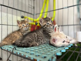 Jumper + Kittens - Domestic Short Hair Cat