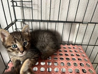 Jumper + Kittens - Domestic Short Hair Cat