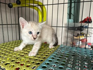 Jumper + Kittens - Domestic Short Hair Cat