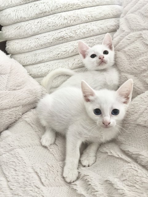 Rio &amp; Berlin - Domestic Short Hair Cat