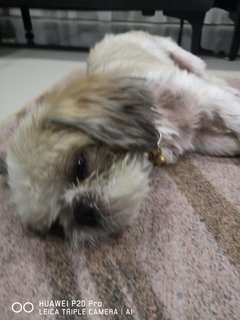 Soni - Shih Tzu Dog