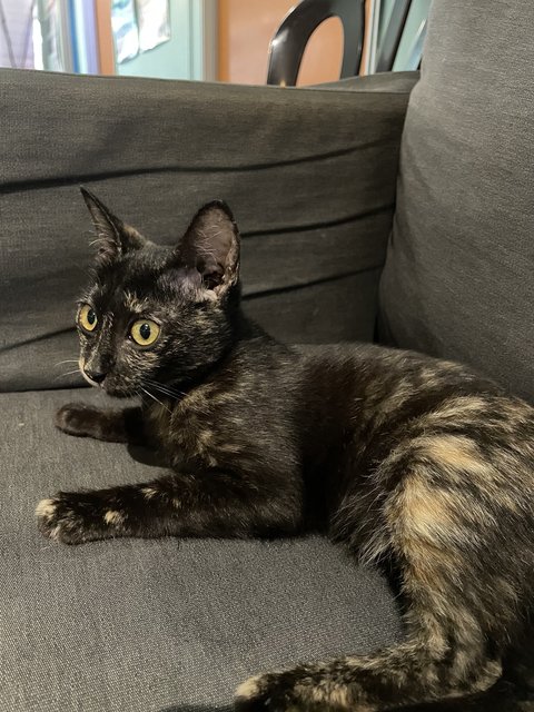 Luna - Domestic Short Hair Cat