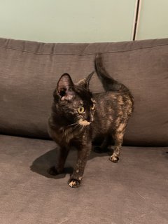 Luna - Domestic Short Hair Cat