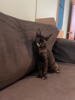 Luna - Domestic Short Hair Cat