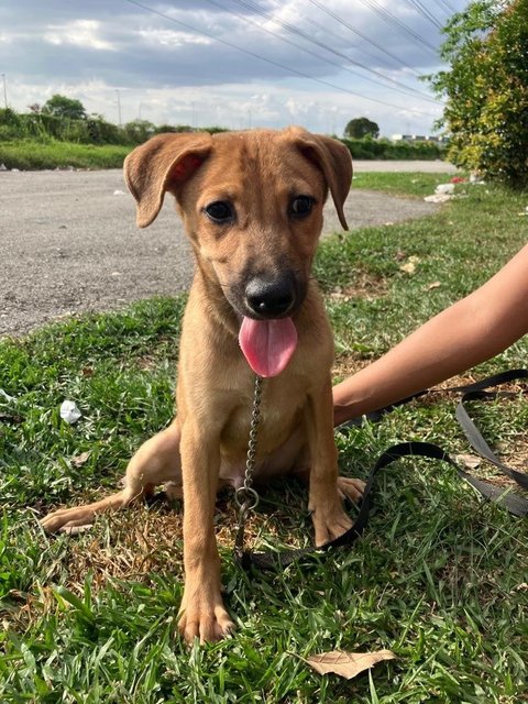 Benjamin - Mixed Breed Dog