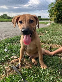 Benjamin - Mixed Breed Dog