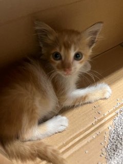 Ginger - Tabby + Domestic Short Hair Cat