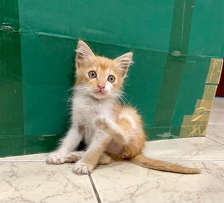 Ginger - Tabby + Domestic Short Hair Cat