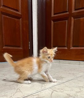 Ginger - Tabby + Domestic Short Hair Cat