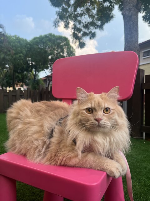 Nova - Domestic Long Hair + Maine Coon Cat