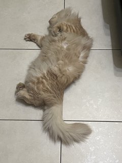 Nova - Domestic Long Hair + Maine Coon Cat