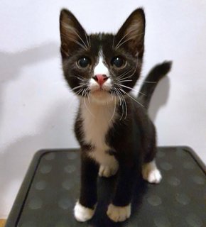 Sebastian - Domestic Short Hair Cat