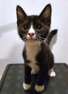 Sebastian - Domestic Short Hair Cat