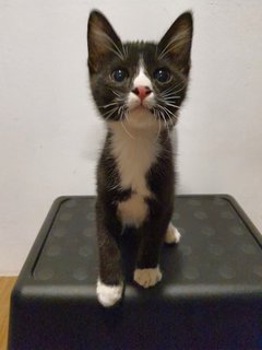 Sebastian - Domestic Short Hair Cat