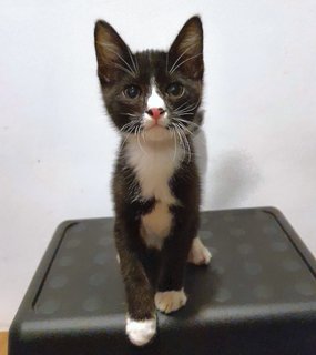 Sebastian - Domestic Short Hair Cat