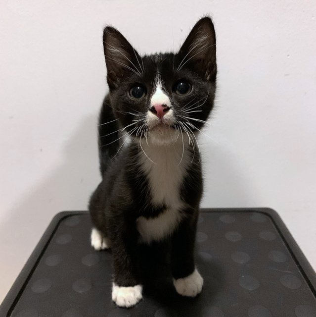 Sebastian - Domestic Short Hair Cat