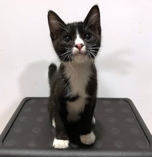 Sebastian - Domestic Short Hair Cat