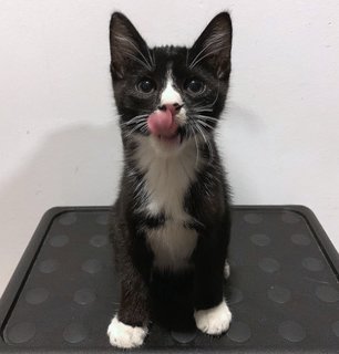 Sebastian - Domestic Short Hair Cat