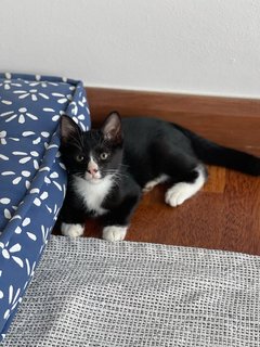 Sebastian - Domestic Short Hair Cat