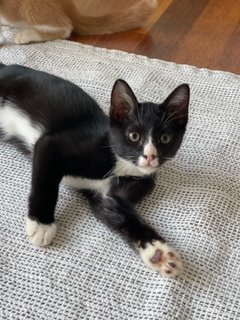 Sebastian - Domestic Short Hair Cat