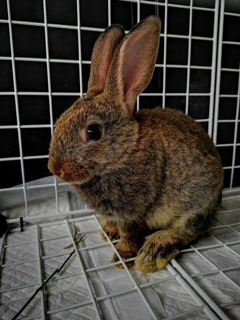 Milo - Netherland Dwarf Rabbit