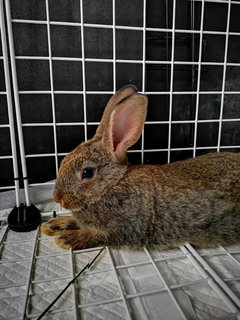 Milo - Netherland Dwarf Rabbit