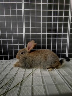 Milo - Netherland Dwarf Rabbit