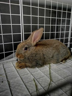 Milo - Netherland Dwarf Rabbit