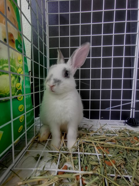 Oreo - Netherland Dwarf Rabbit