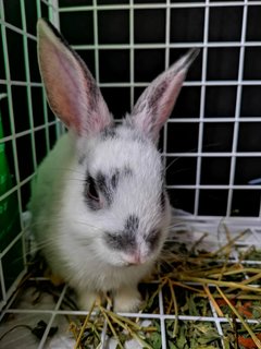 Oreo - Netherland Dwarf Rabbit