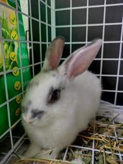 Oreo - Netherland Dwarf Rabbit