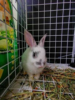 Oreo - Netherland Dwarf Rabbit