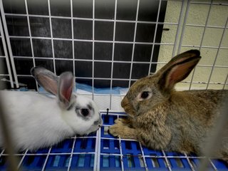 Oreo - Netherland Dwarf Rabbit