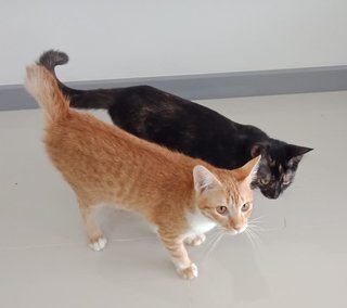 Brandon &amp; Brittany - Domestic Short Hair Cat