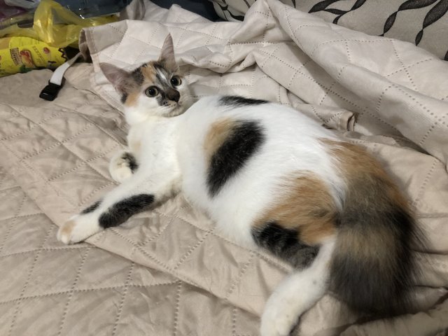 Daisy - Calico Cat