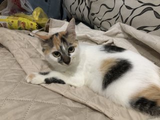 Daisy - Calico Cat