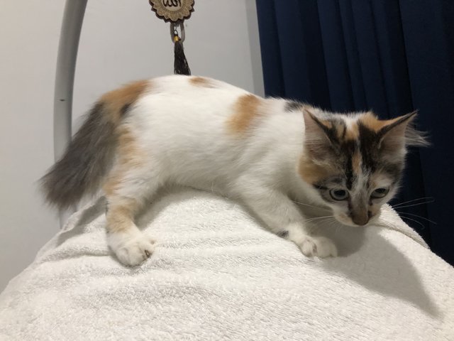 Lily - Calico Cat