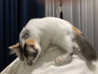 Lily - Calico Cat