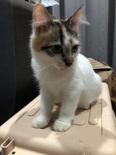 Lily - Calico Cat