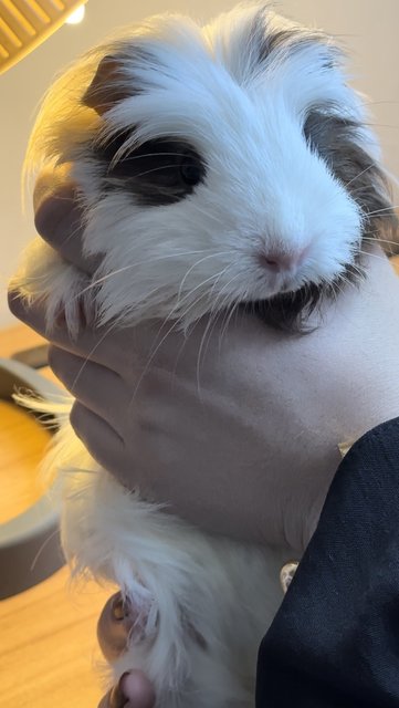 Guinea Pig Coronet - Guinea Pig Small & Furry