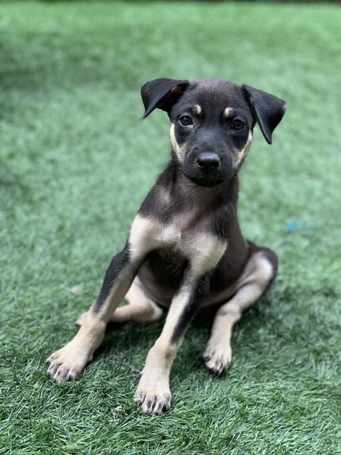 Emma, Amy And Alex - Mixed Breed Dog