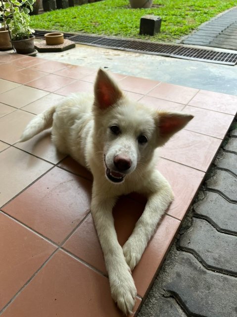 Lulu Babe - Mixed Breed Dog