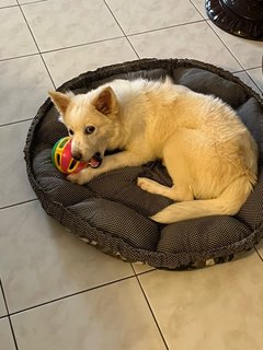 Lulu Babe - Mixed Breed Dog