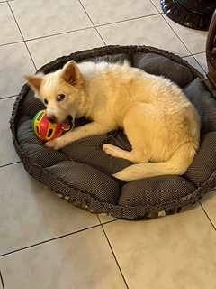 Lulu Babe - Mixed Breed Dog