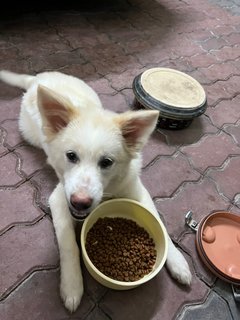 Lulu Babe - Mixed Breed Dog