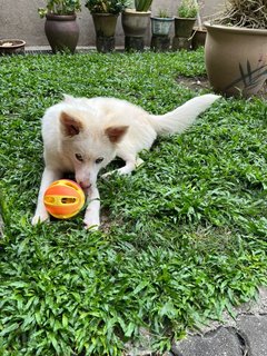 Lulu Babe - Mixed Breed Dog