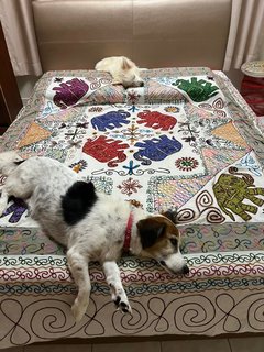 Lulu Babe - Mixed Breed Dog