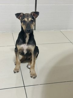 Puppy - Mixed Breed Dog