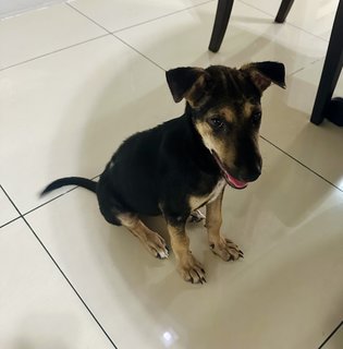 Puppy - Mixed Breed Dog